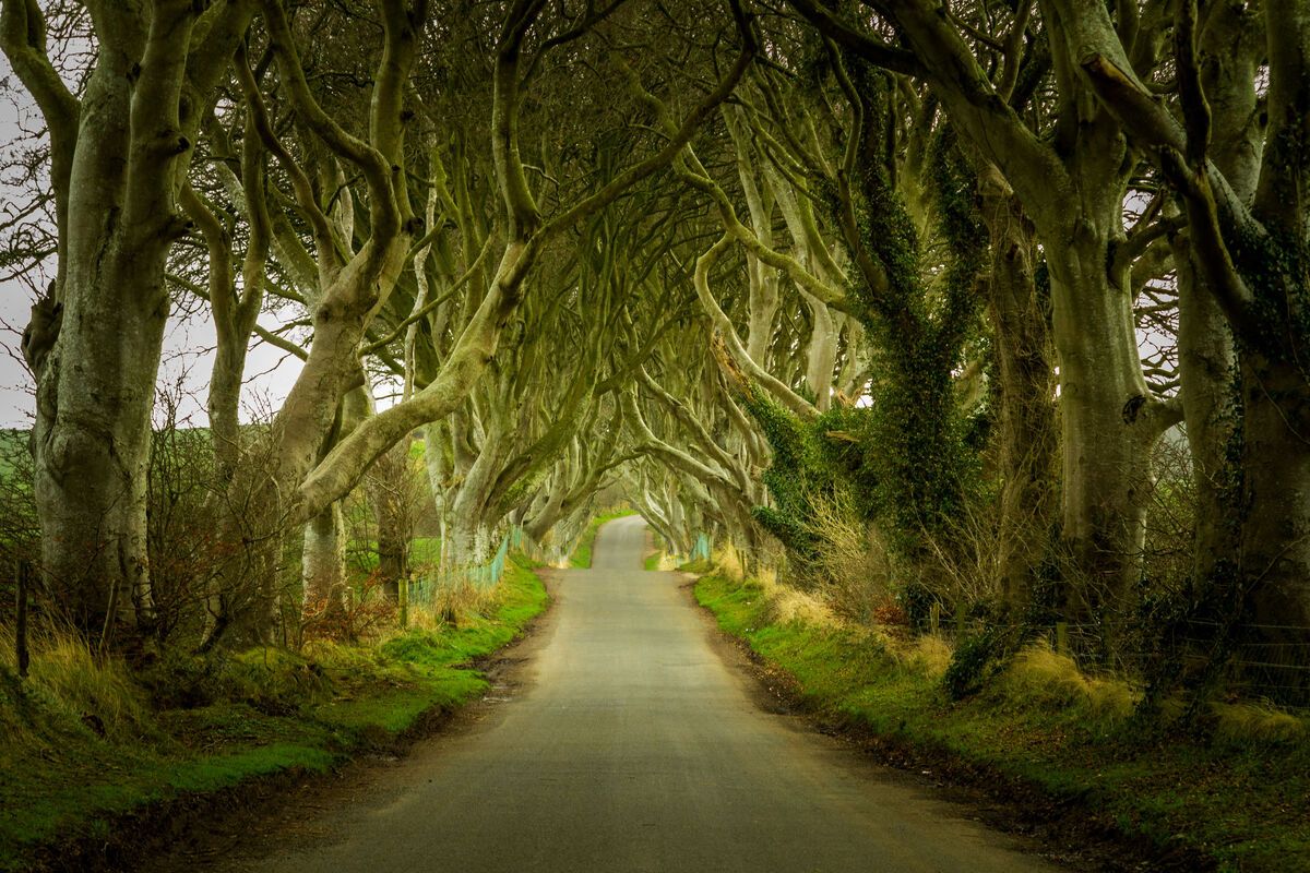 The Dark Hedges