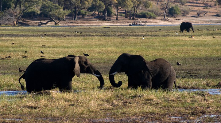 the big 5 in Botswana