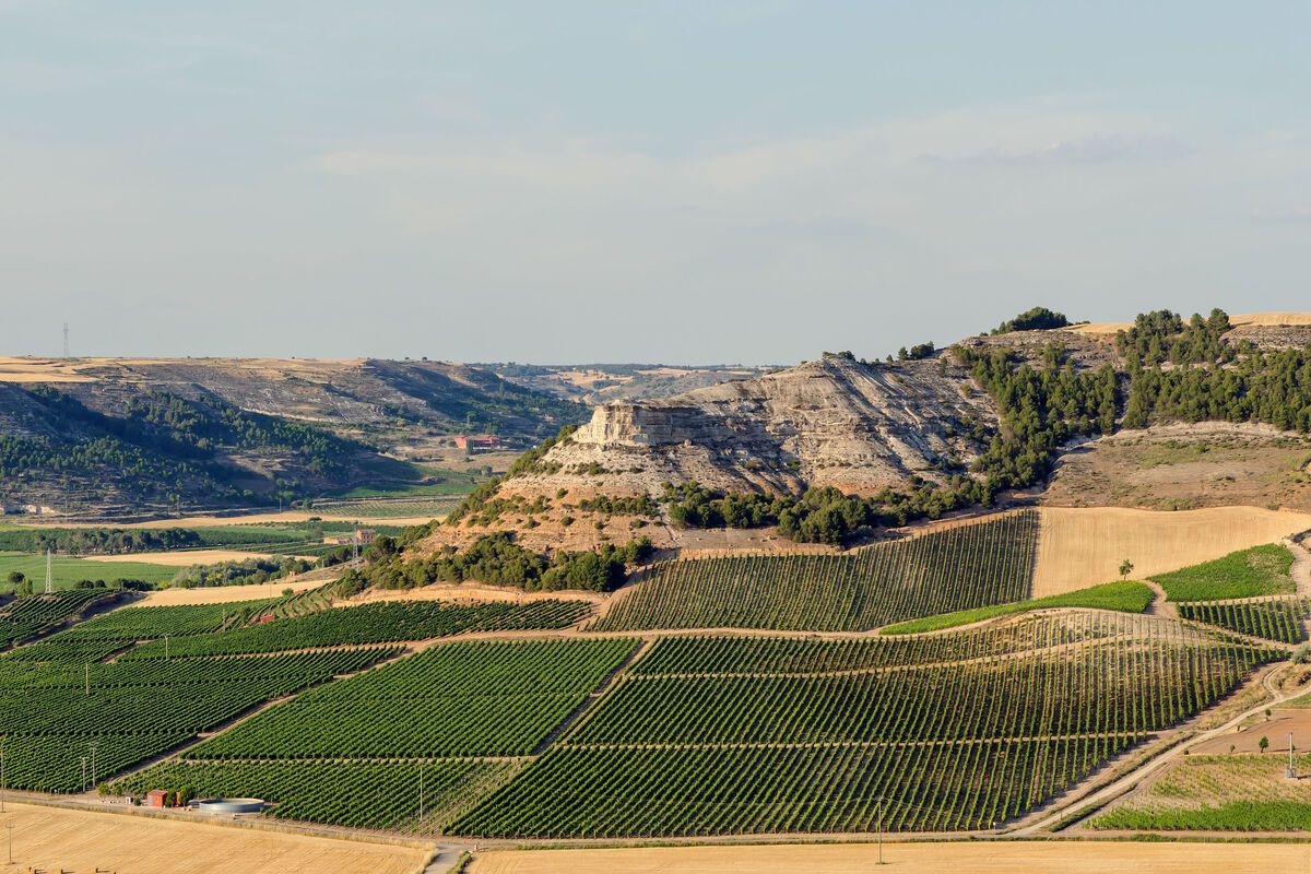 Velden van wijngaarden in Peñafiel