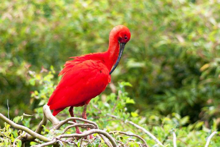 Rode ibis, vogelsoort