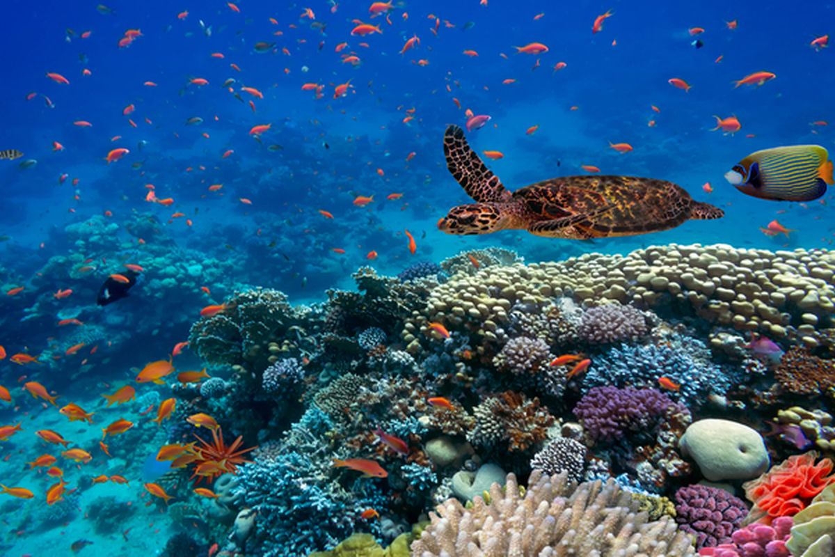 De prachtige onderwaterwereld van Egypte