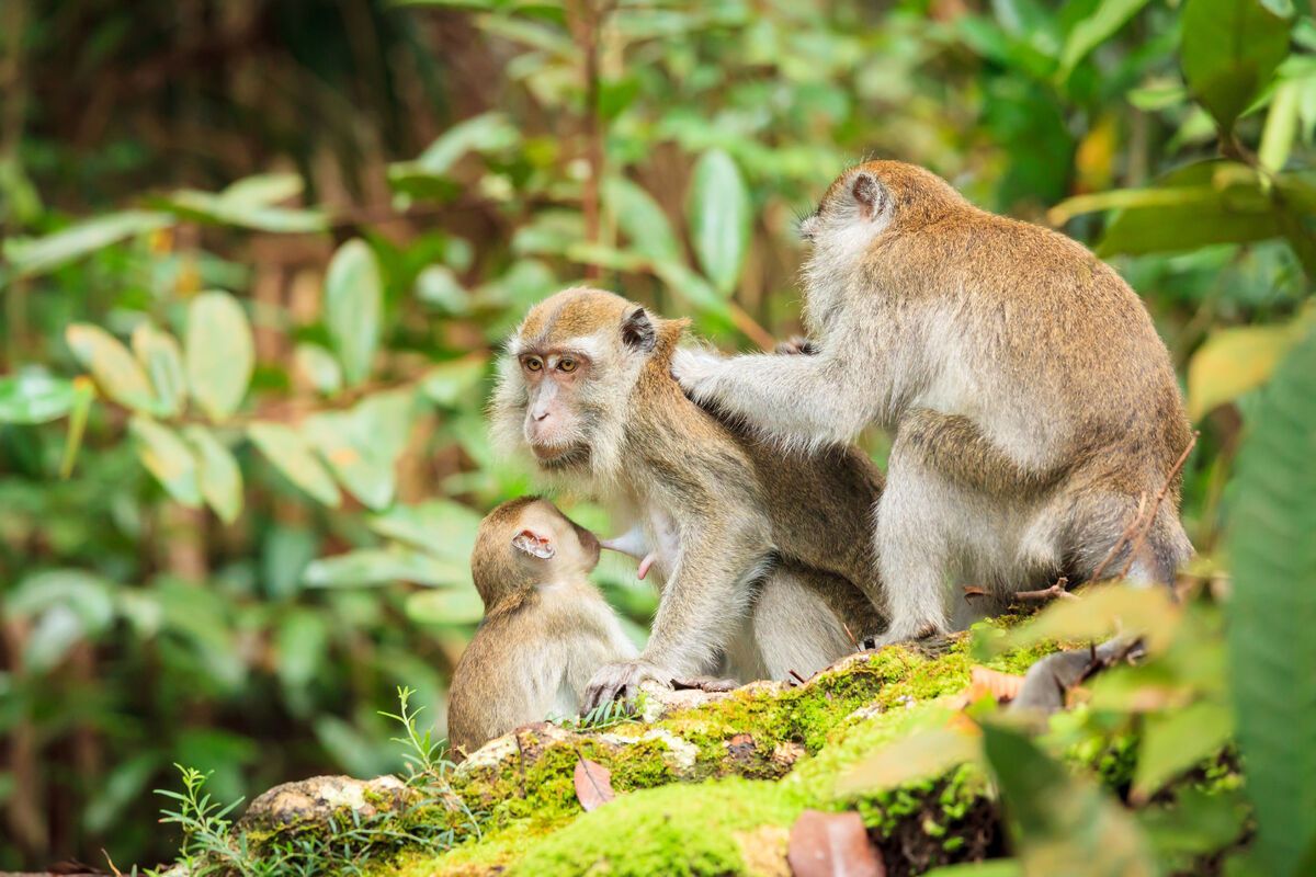Apen, Bako National Park