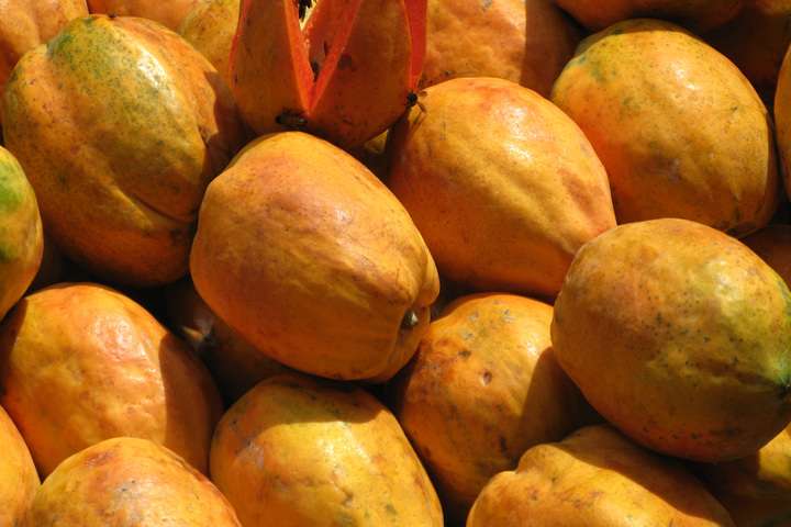 Papaya 