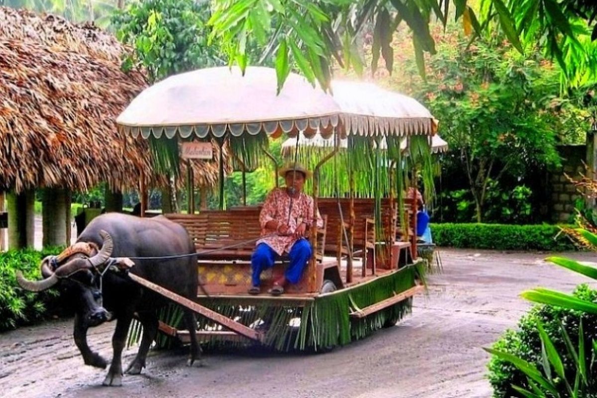Een ritje maken op een kar getrokken door buffels