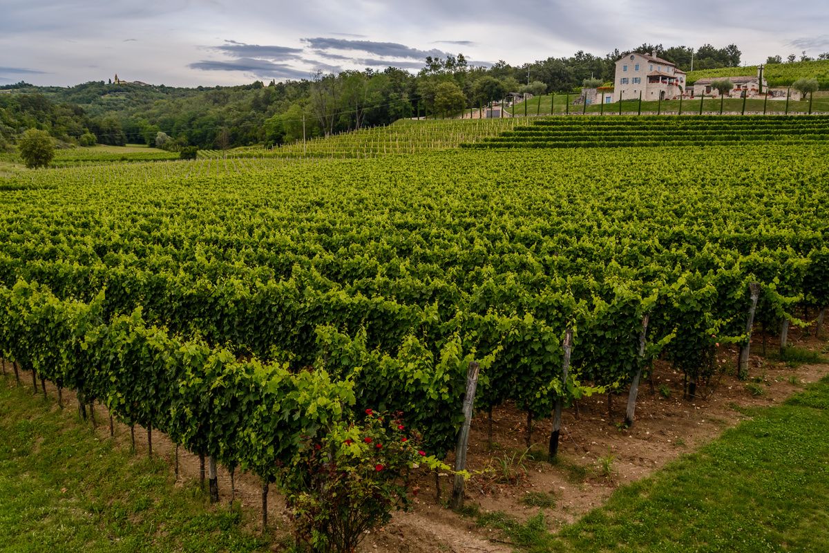 Wijngaard in de buurt van Gronjan