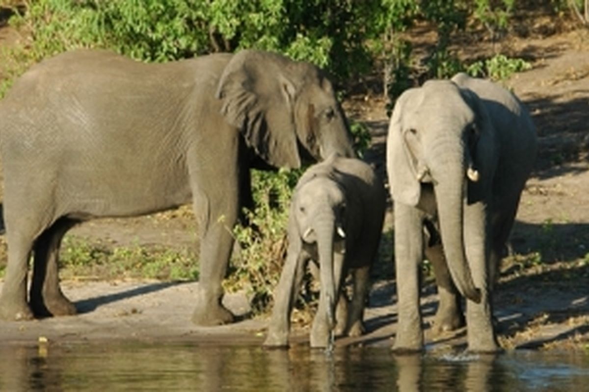 Chobe National Park, olifanten aan het water