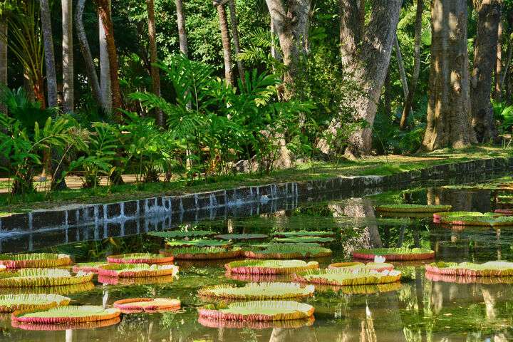 Botanische tuin Pamplemousse