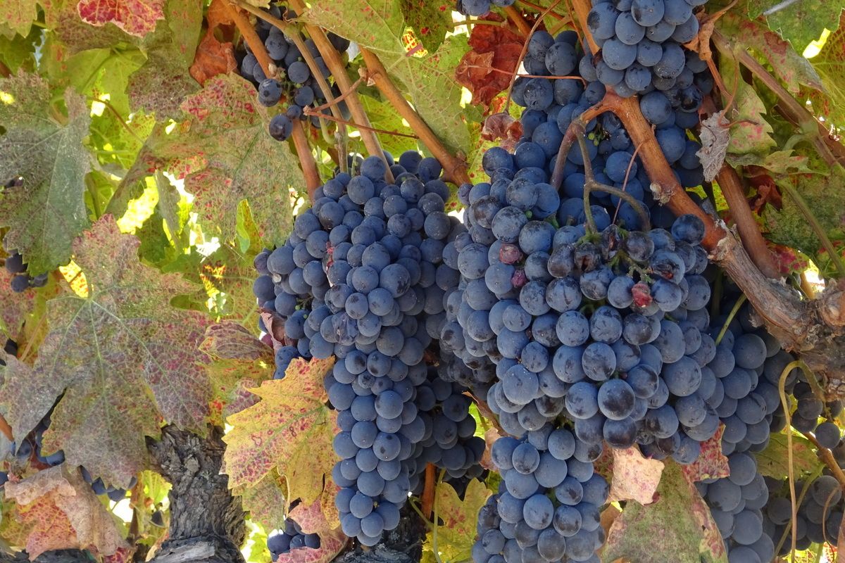 Druiven in Sonoma Valley