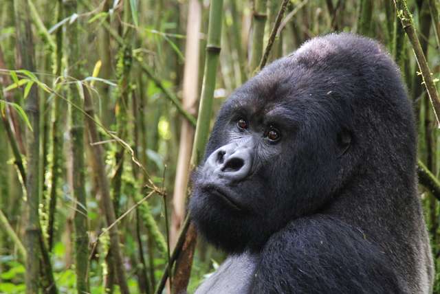 Gorilla's spotten in Uganda