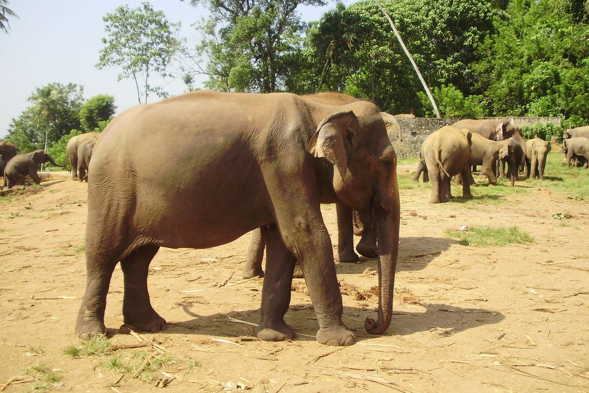 Olifant, een van de Big Five