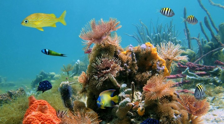 Onderwaterwereld van de Seychellen