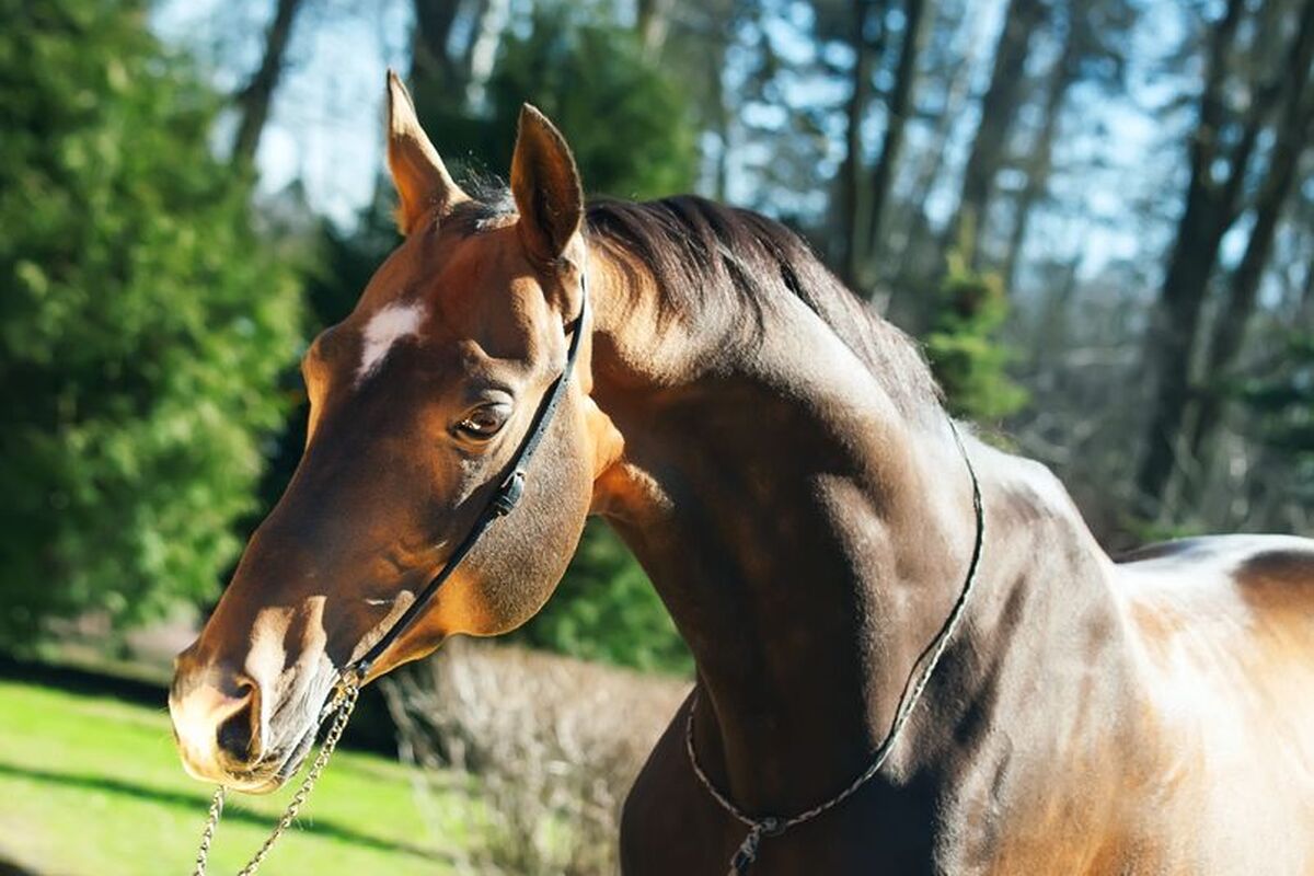 Paardrijden in Marmaris