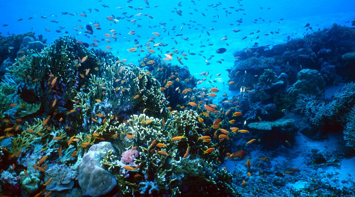 Op de Malediven kun je goed duiken en snorkelen