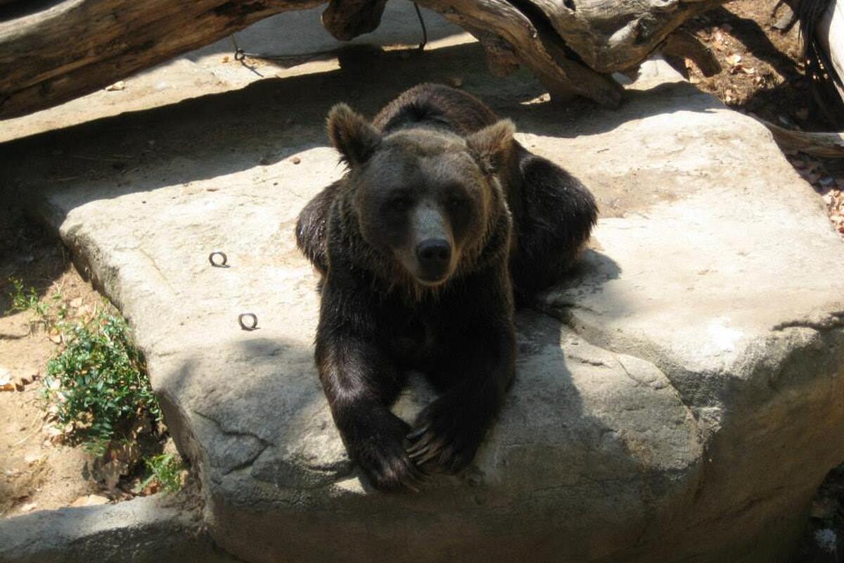 De enorme beer in de dierentuin