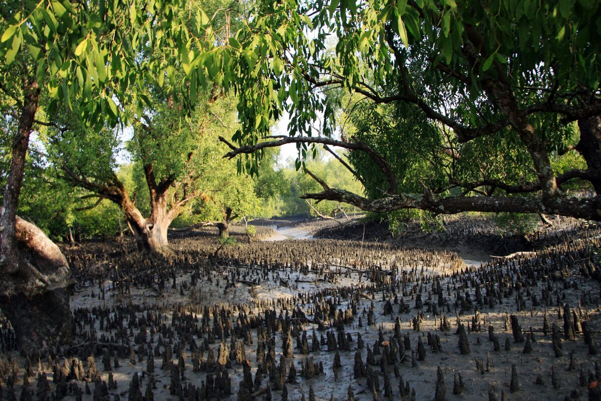 Nationaal Park Sundarbans