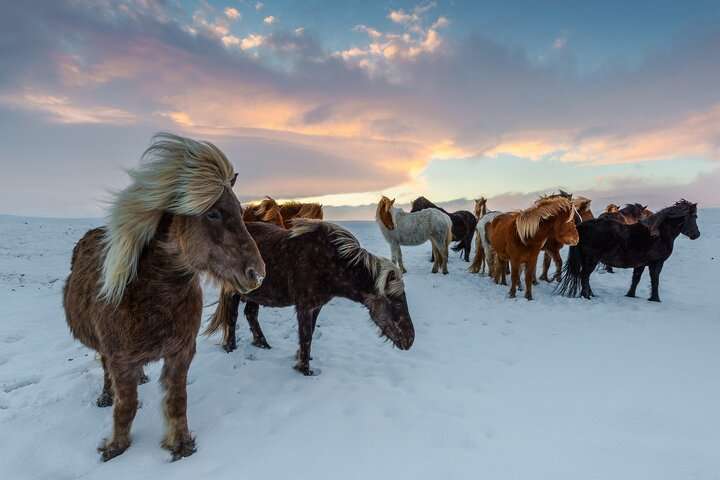 Verken IJsland op een IJslander