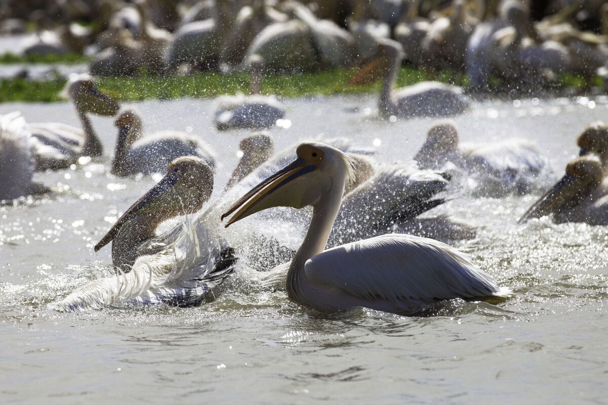 Pelikanen in het park Djoudi