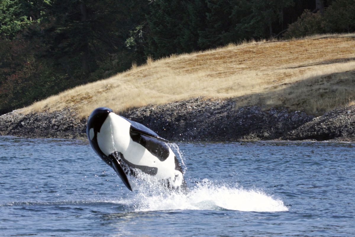Een orka op Vancouver Island