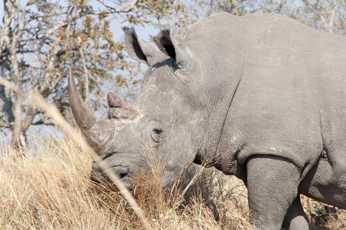 Neushoorn in het Kurgerpark