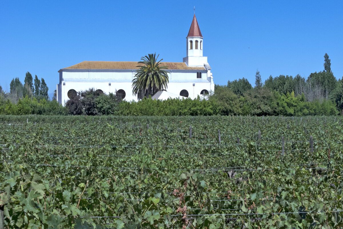 Wijnveld en gebouw Chili