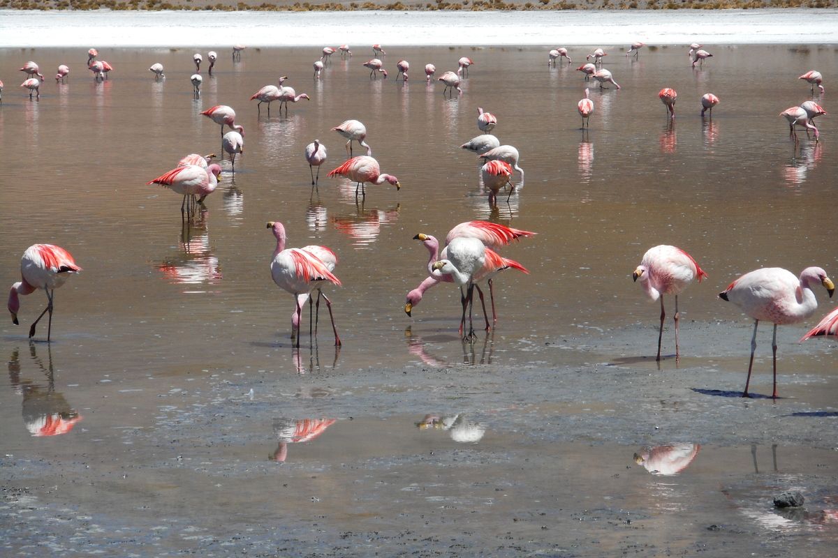 en nog meer flamingo's
