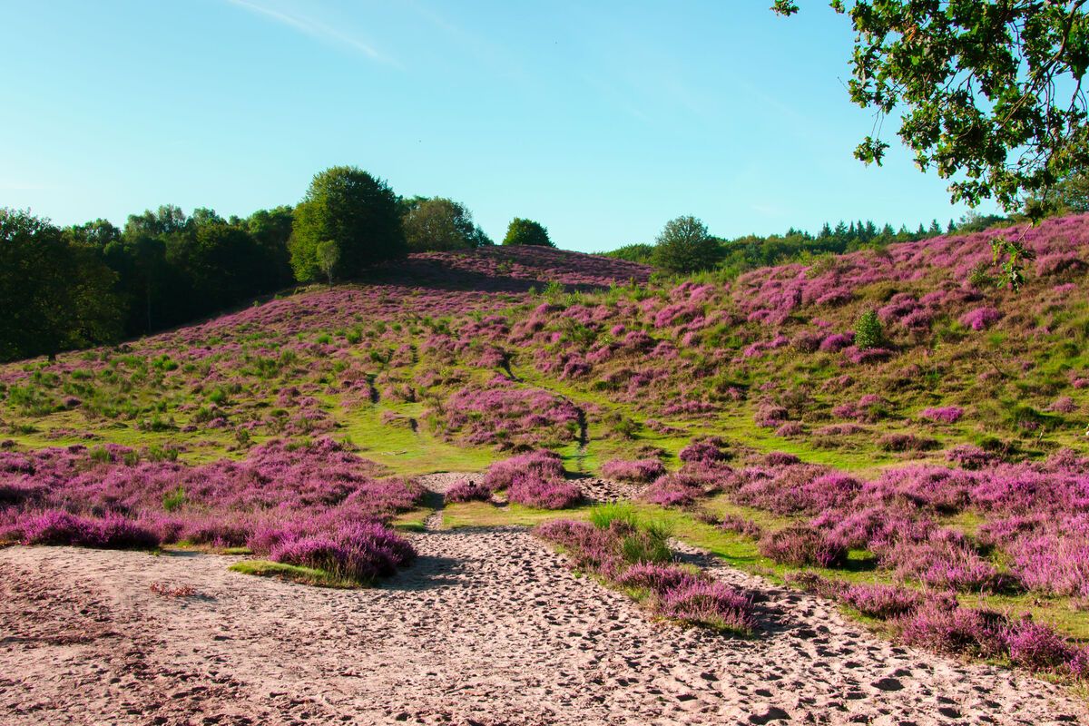 Posbank, heidegebied Veluwe, wandelen