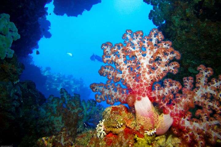 Onderwaterwereld Vanuatu