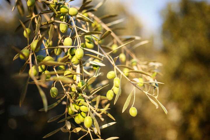 Een olijftak in de avondzon