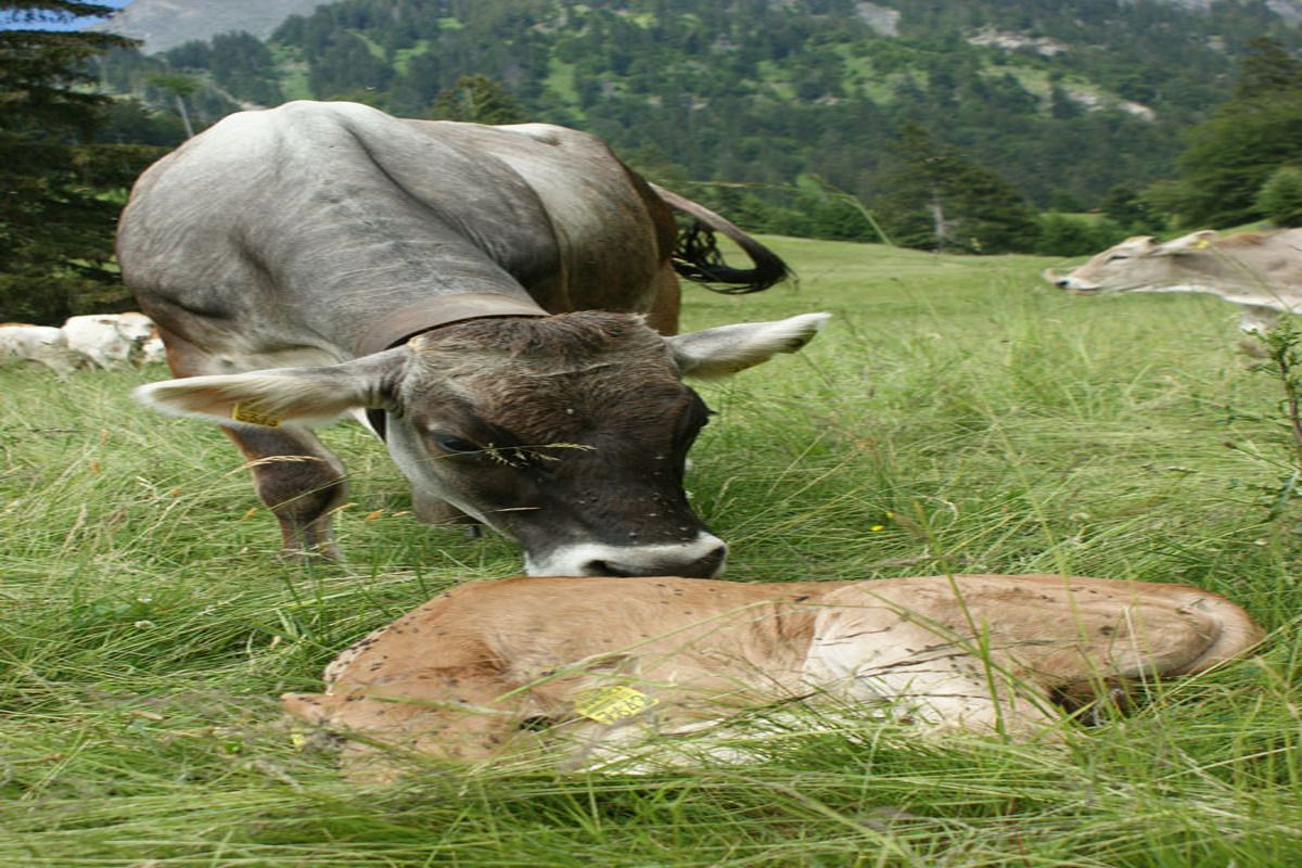 Graubunden, Zwitserland, Maienfeld, Heidi