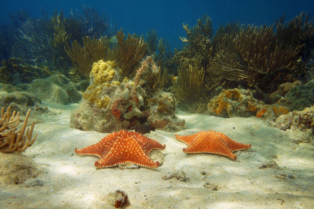 Zeester in Caribische Zee