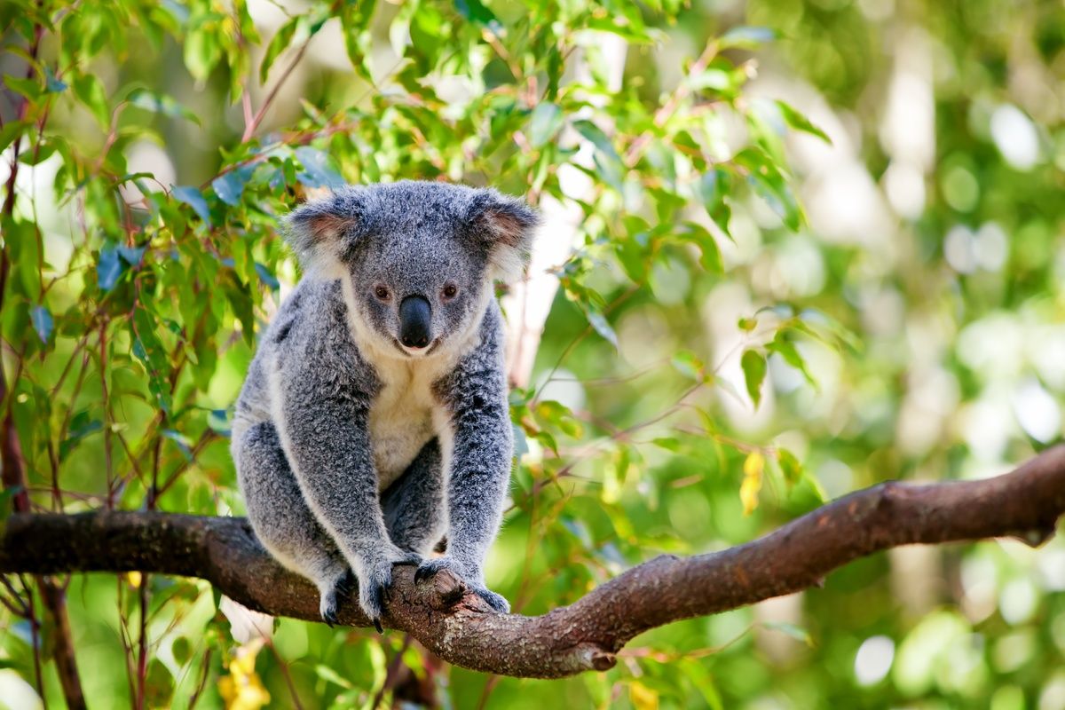 Koala in Australi�