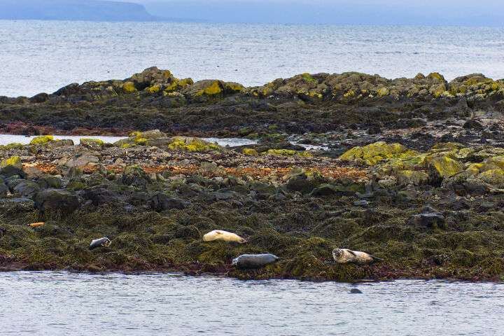 Zeehonden op de rotsen bij Surtsey