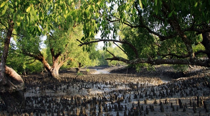 Nationaal Park Sundarbans