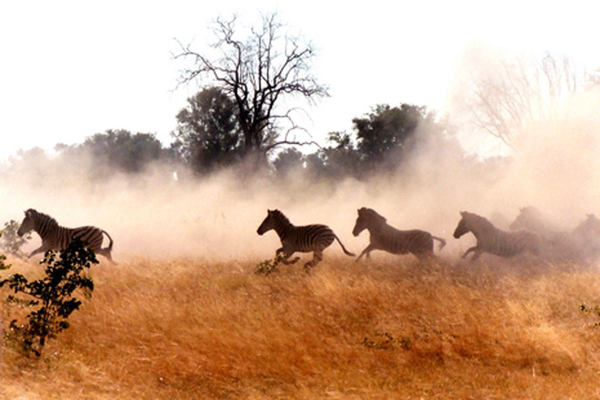 Zebra's spotten in Lubombo Conservancy