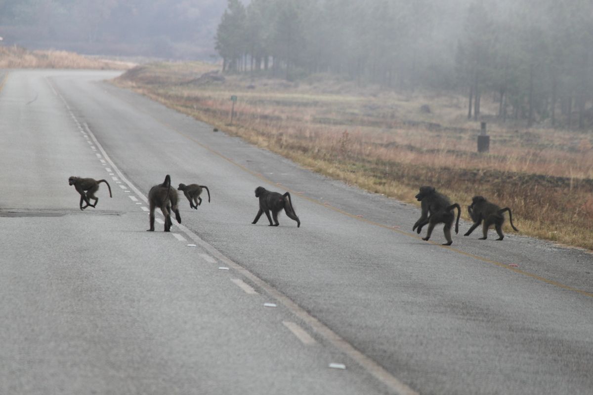 Panorama Route met bavianen op de weg