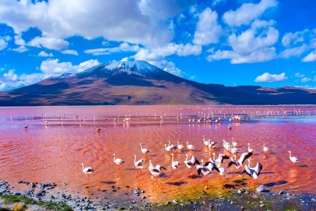 Flamingo's bij de Laguna Colorada