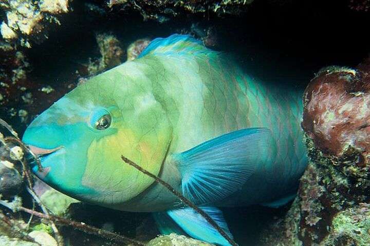 De veel voorkomende Papegaaivis