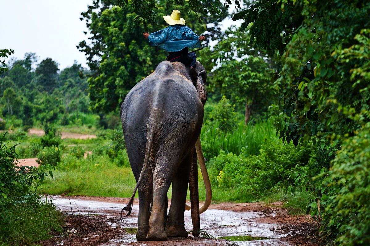 Chitwan National Pakt op de rug van een olifant