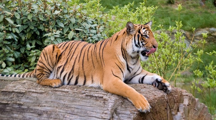 Tijger in de Berlin Zoo