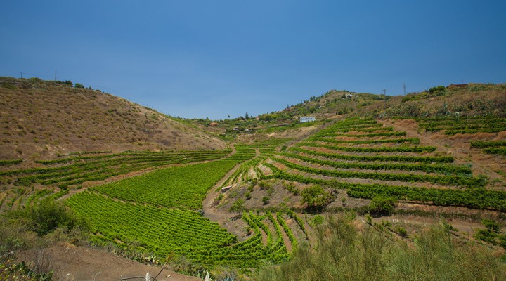 Wijngaarden op de Canarische Eilanden