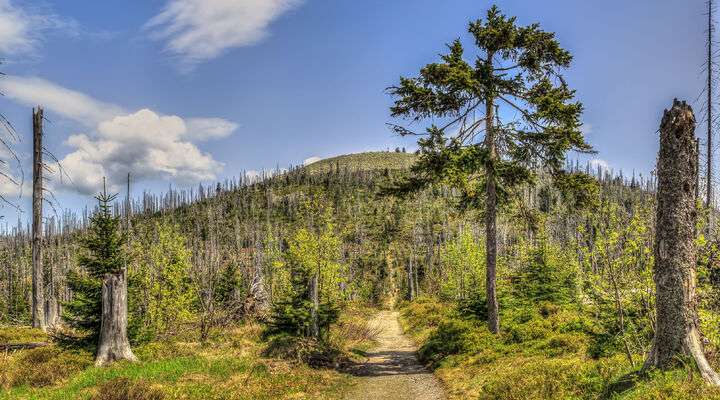 Bayerischer Wald