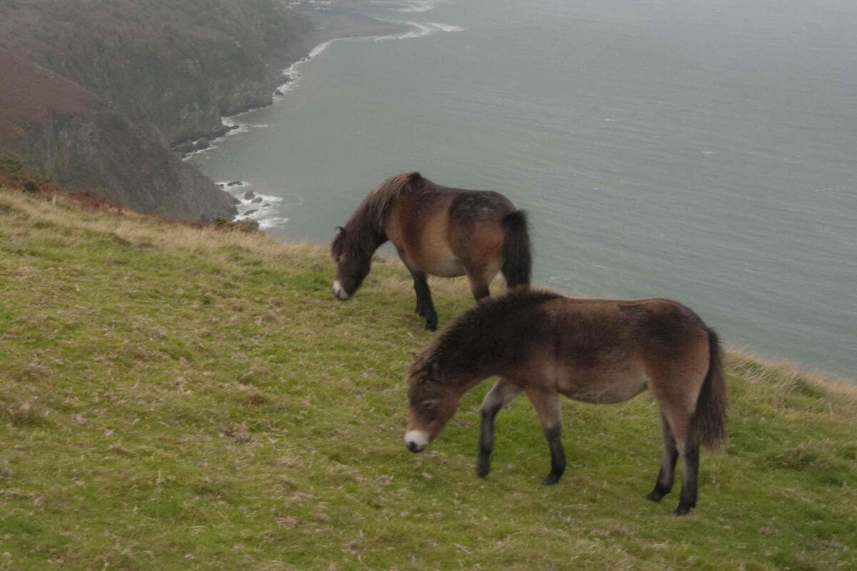 Paarden tijdens het wandelen