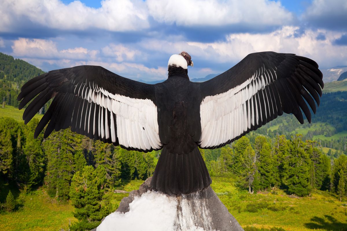 Andes-condor in Colombia