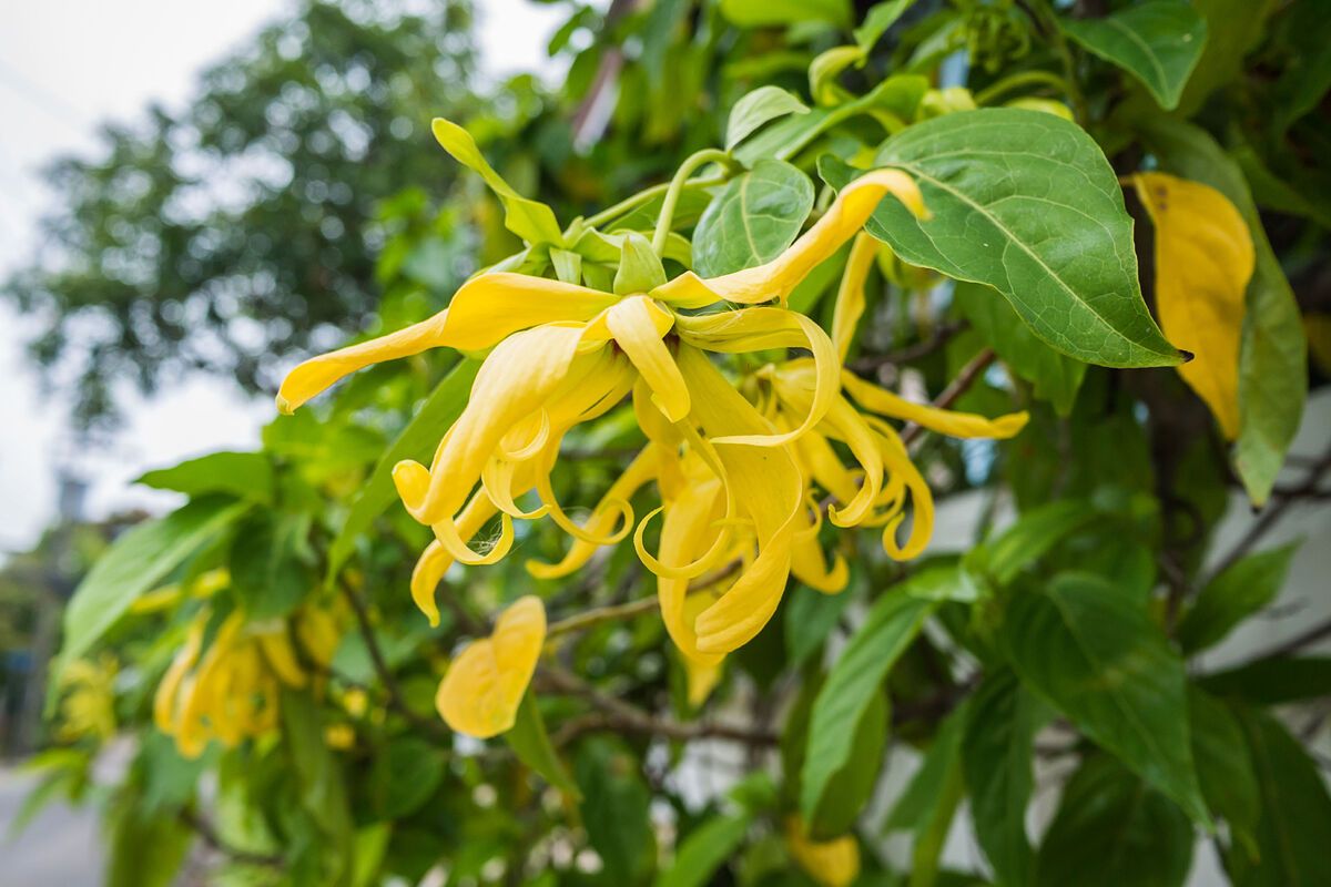 Ylang-Ylang bloemen