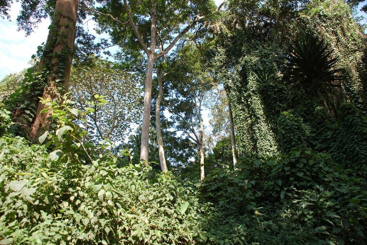 Botanische tuin Entebbe