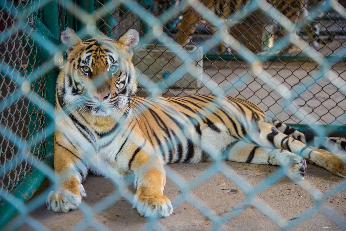 Een tijger in gevangenschap