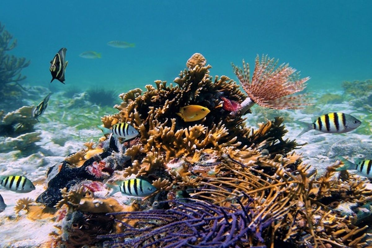 Kleurrijk koraal, Cuba