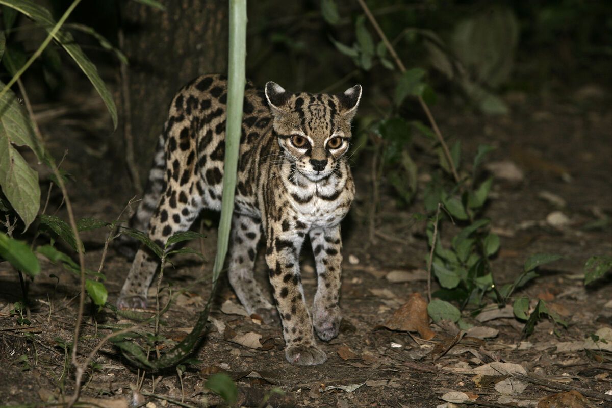 Margay (ofwel tijgerkat)