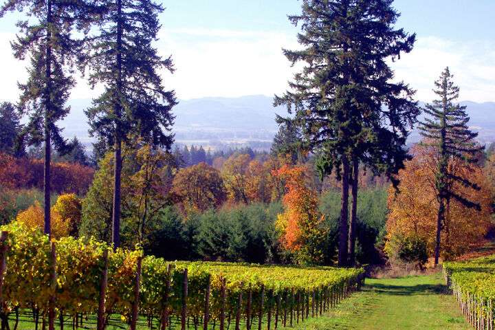 Wijngaard Willamette Valley