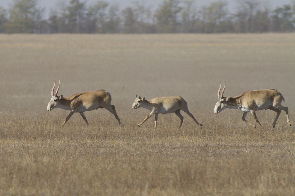 Saïga-antilopen op de steppe in Kazachstan